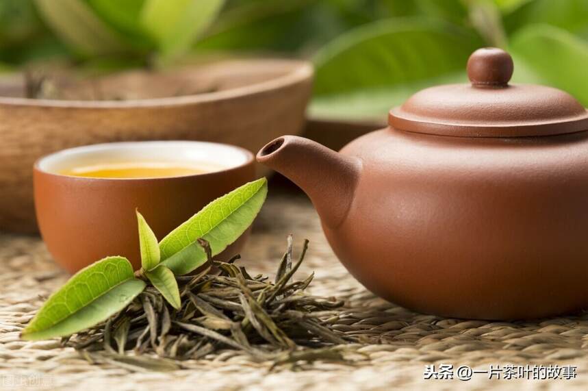 欣赏茶叶，重在从茶叶中去发掘文化美﹑艺术美﹑工艺美和自然美