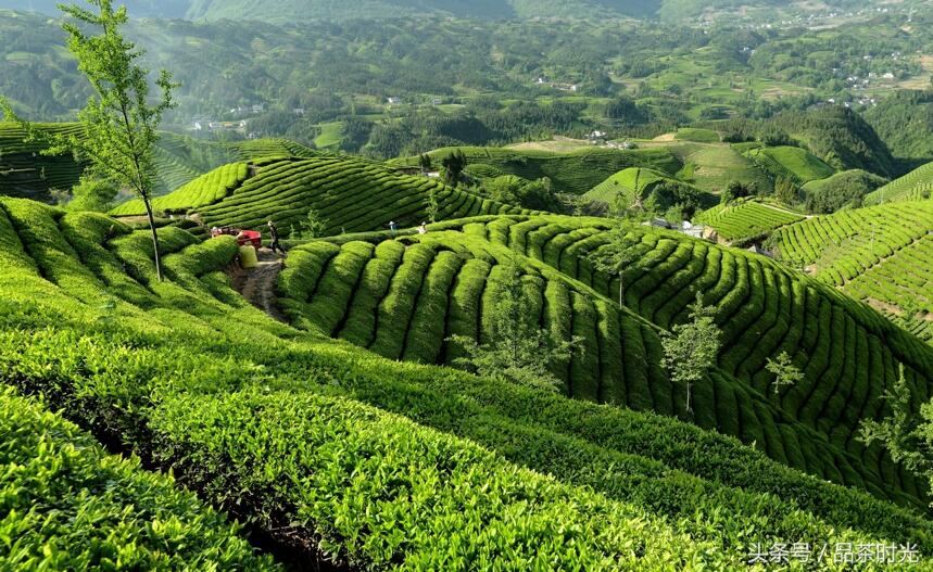 品茶时光｜普通红茶与优质红茶有什么区别 该如何判断红茶的优劣