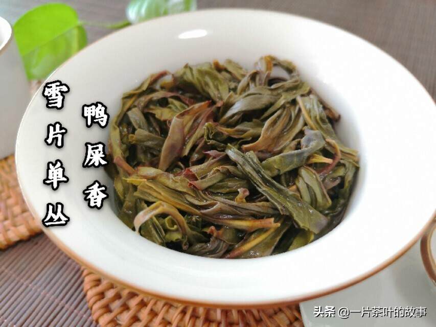 凤凰单丛｜何为“雪片”,与其他季节所采的茶有什么不同？