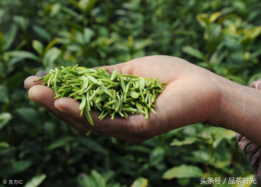 品茶时光｜我国的茶叶的产区有哪些？