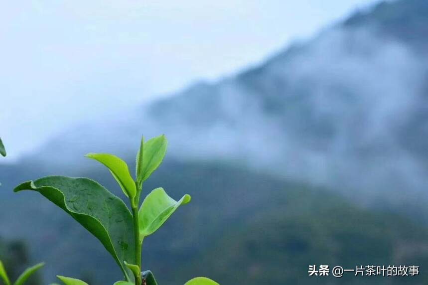 凤凰山的雪片单丛冒芽了，一年中香气最好的茶叶