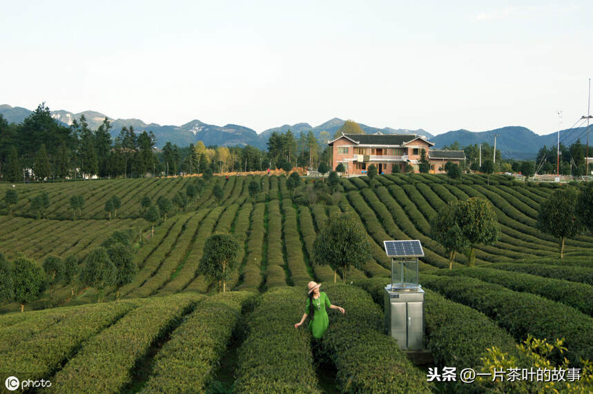 中国茶树栽培历史悠久，在不同的发展过程，各个时期茶区划分不同
