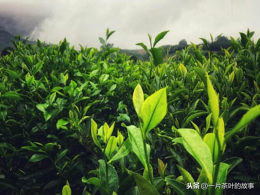 青茶｜岭头单丛是什么茶？