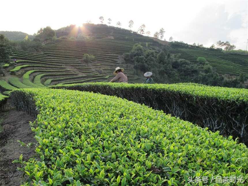 品茶时光｜一起来看看季节与茶叶品质之间的联系吧