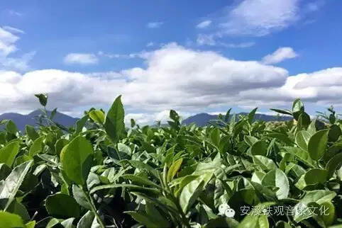茶叶才是安溪最美代名词 茶山更是迷人