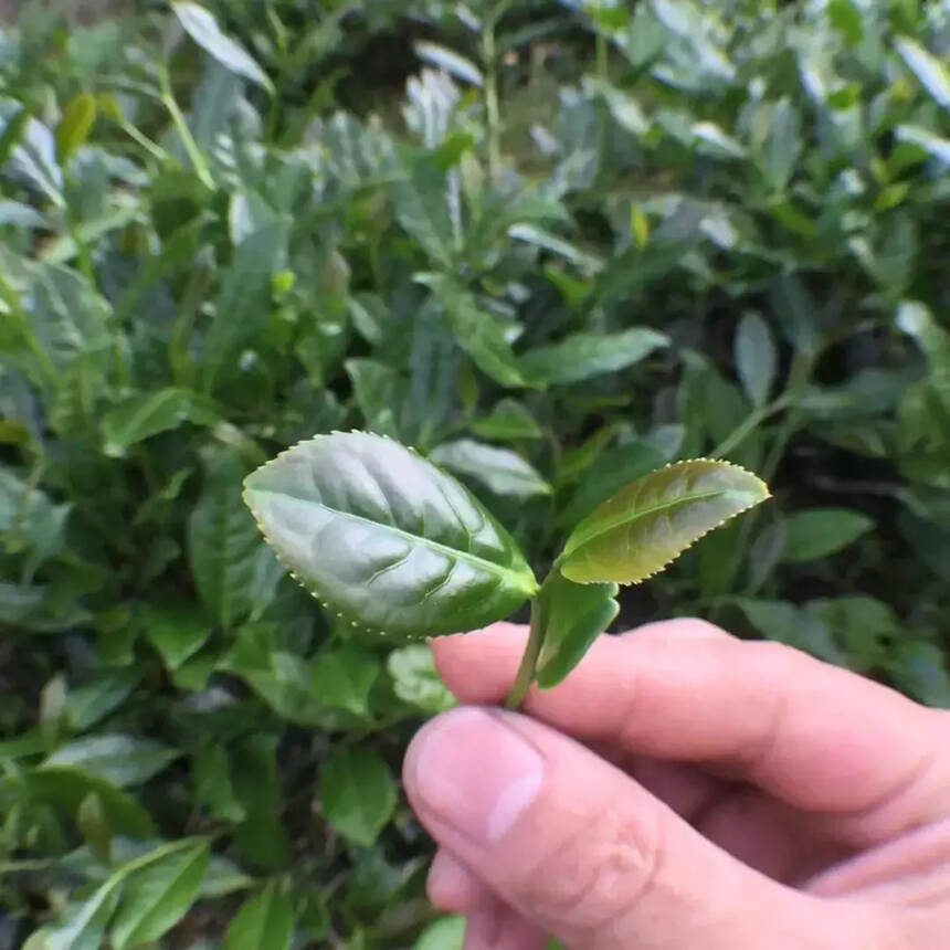 园里的茶，从翠绿到一杯茶