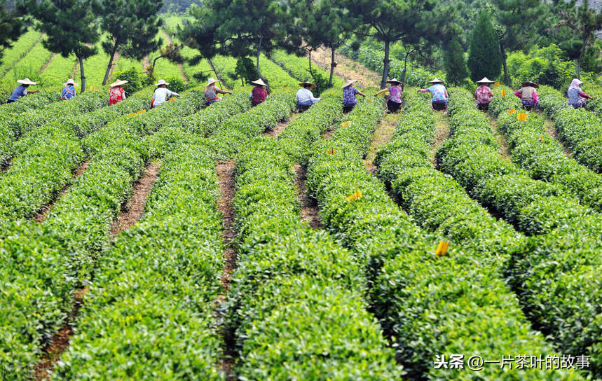 茶叶的产季名称