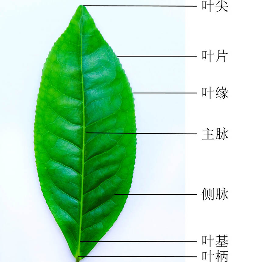 茶科普 | 茶树的“姿色”，你了解几分？(上)