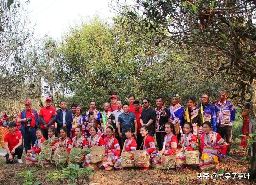 首届勐海古树茶开采节，开启爱茶人的新纪元