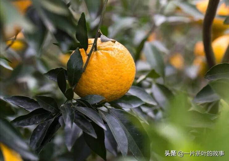 柑普茶 | 小青柑和大红柑，一篇文章读懂它们的区别