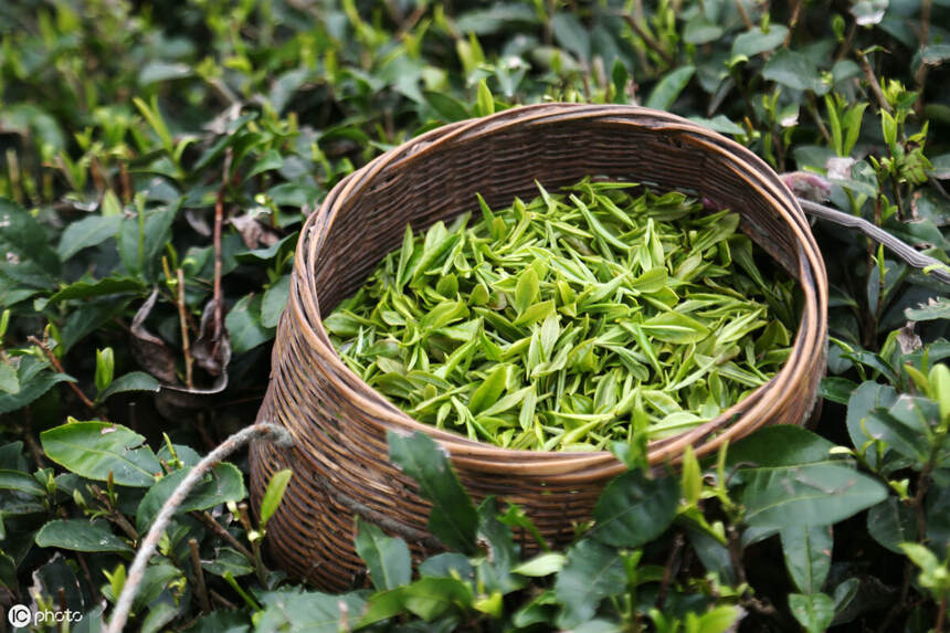 为什么大部分人比较喜欢喝绿茶？