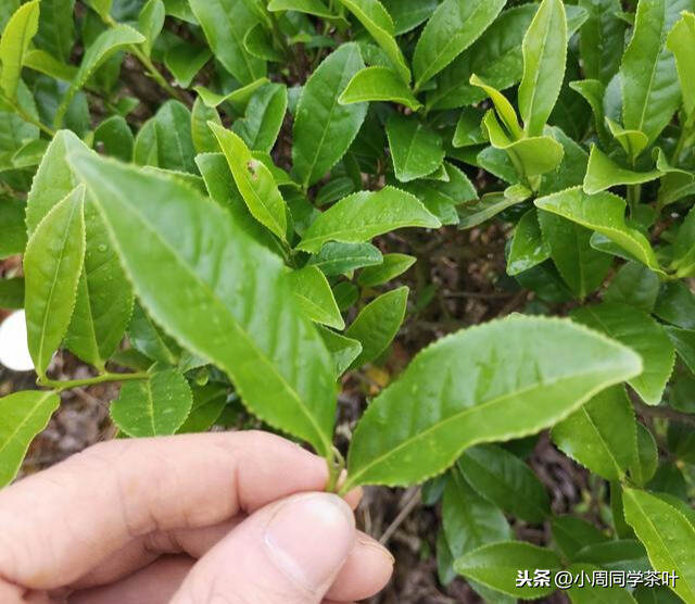 武夷岩茶制作过程中，哪些因素影响茶叶香气的形成？