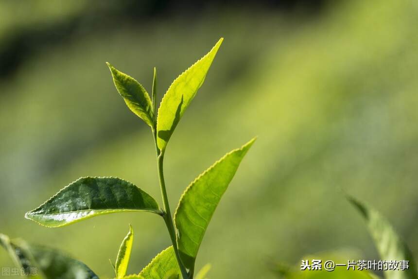 适宜茶树生长的自然条件