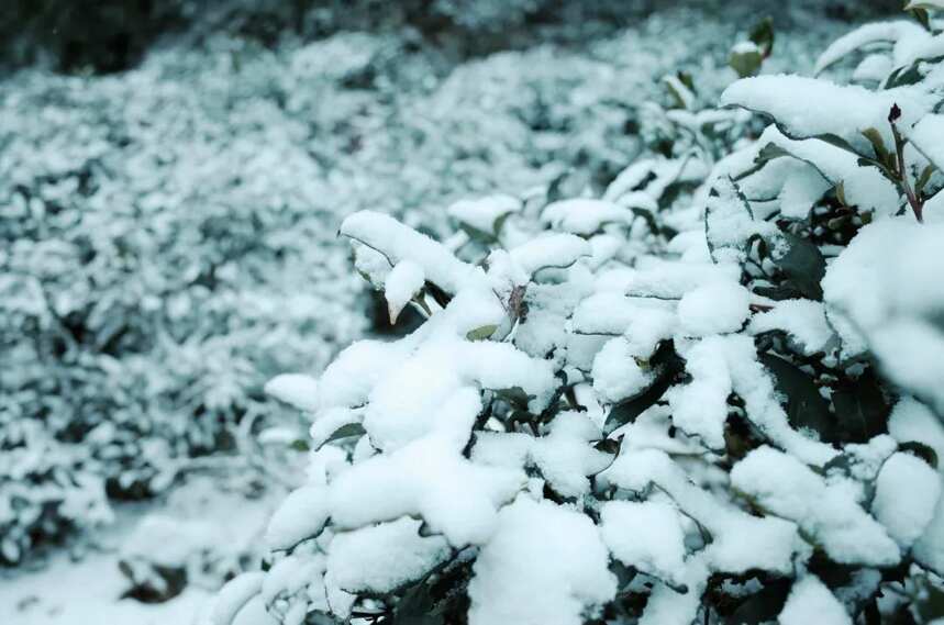 当桐木关的雪落成诗，今年武夷山的茶就更甜了