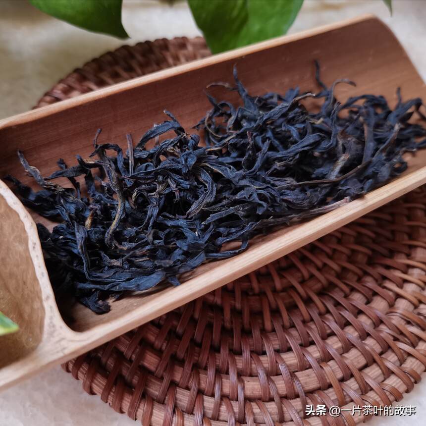 茶知识｜制茶工艺对乌龙茶香气的影响