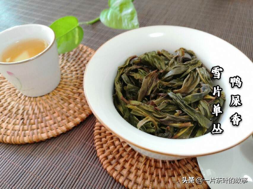 凤凰单丛｜何为“雪片”,与其他季节所采的茶有什么不同？