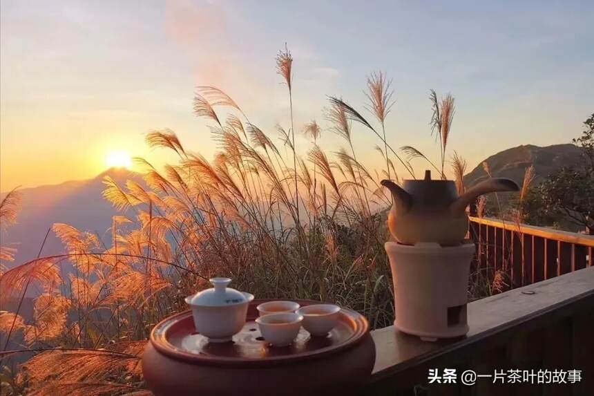 凤凰单丛，潮州地区具有代表性的茶叶，香气高扬且耐冲泡