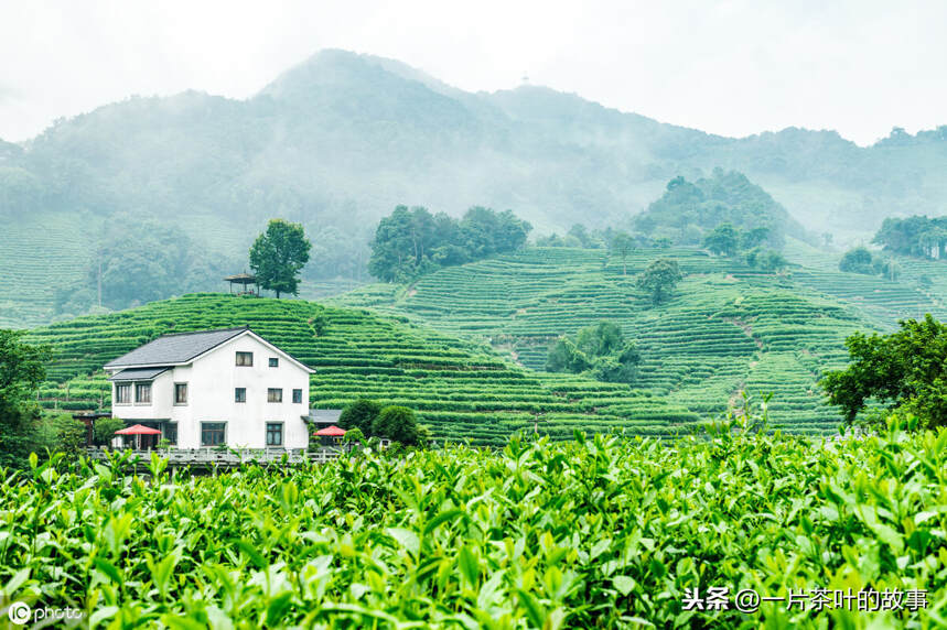 从茶树品种到地域产区，了解西湖龙井