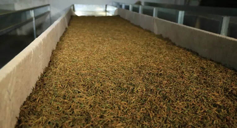 红茶是怎么制作出来的？萎凋、揉捻、发酵、干燥功能各有千秋，