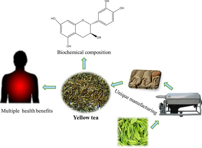 茶与健康｜黄茶功能性成分与健康功效研究进展（二）