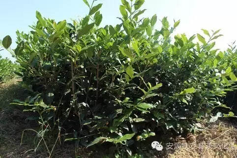 适度修剪茶树，茶叶增收增品质