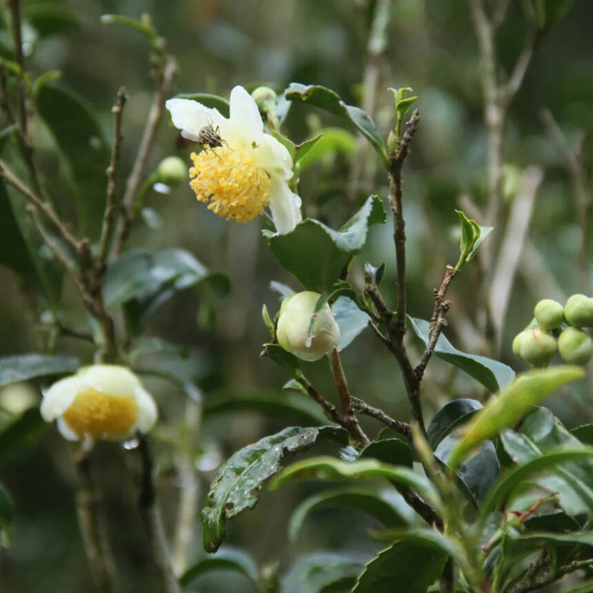 茶花、山茶花究竟是不是一种花呢？