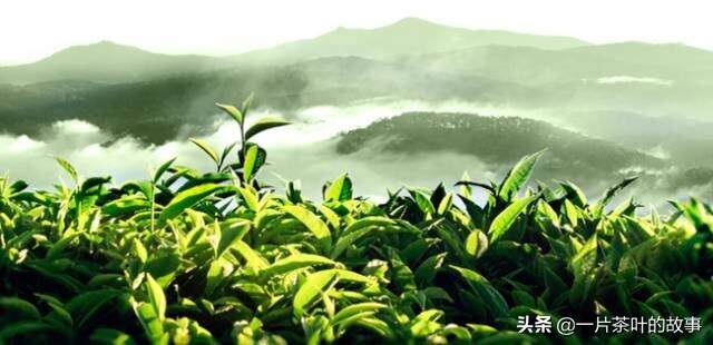 中国是茶的故乡，提到最香的茶叶，你想起哪种茶叶呢？