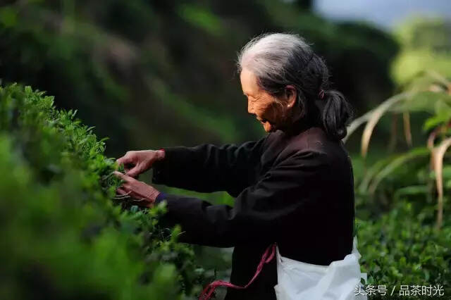 品茶时光｜有一种职业叫采茶工
