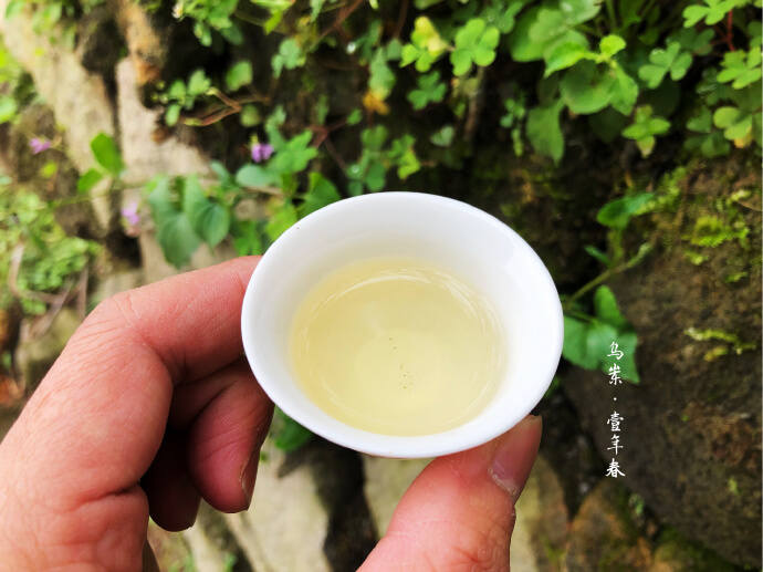 泡乌龙茶的5个关键步骤，这样泡工夫茶，不但很香还很茶趣十足