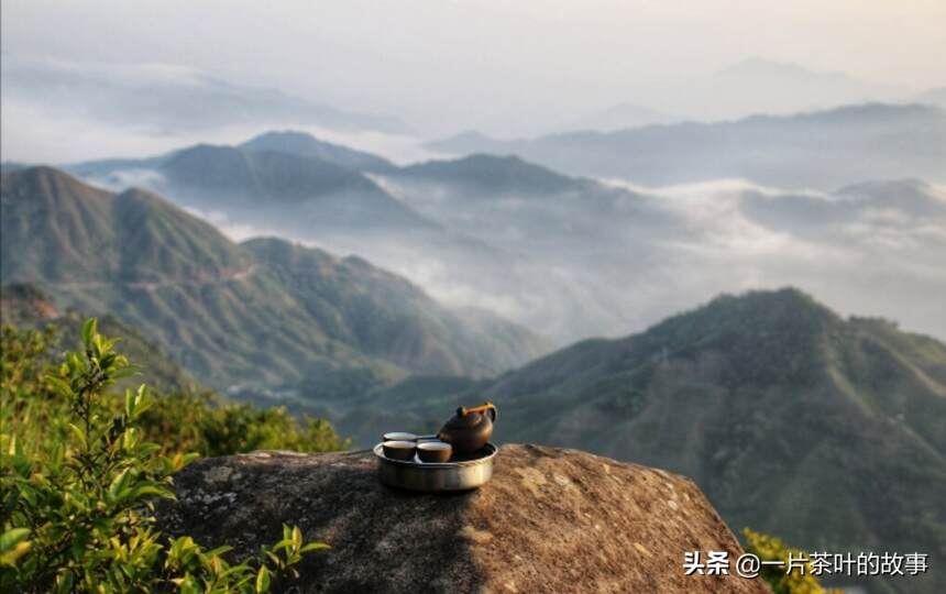凤凰单丛｜雪片茶属于冬天的味道，香气最浓郁