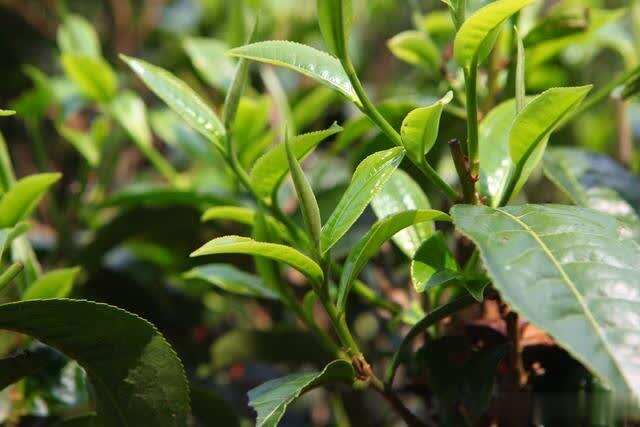 从茶树对土壤的要求解释古树茶为什么那么好