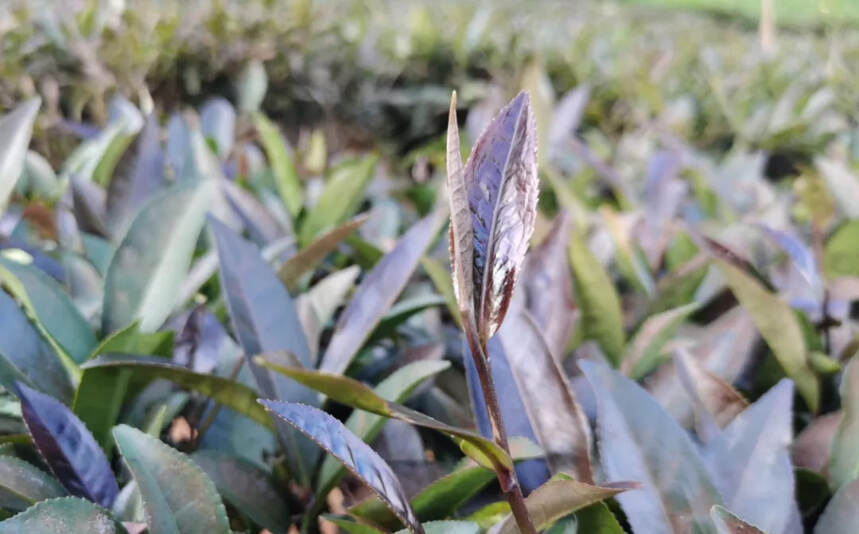 茶科普 | 一“紫”成名，云南特有茶树品种‘紫娟’