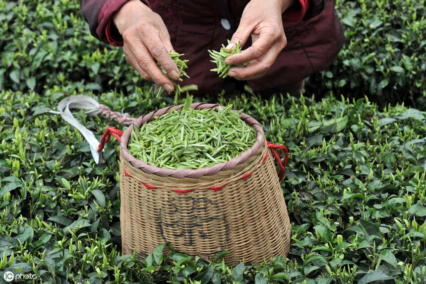 茶农有价廉物美的茶叶，但人们为什么不去直接买呢？