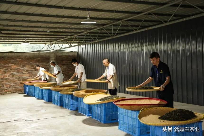 第三届福鼎白茶传统工艺制茶大师评选活动在鼎白开幕