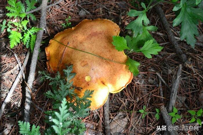 崂山野生蘑菇「这种属于崂山松蘑」