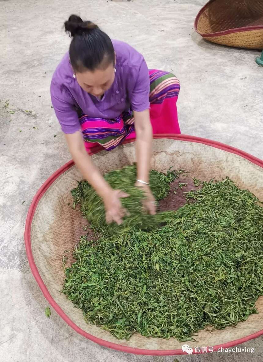 2019景迈春茶播报：景迈山古树春茶已大规模开采