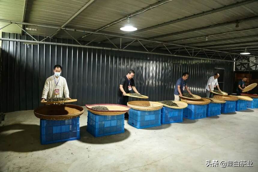 第三届福鼎白茶传统工艺制茶大师评选活动在鼎白开幕