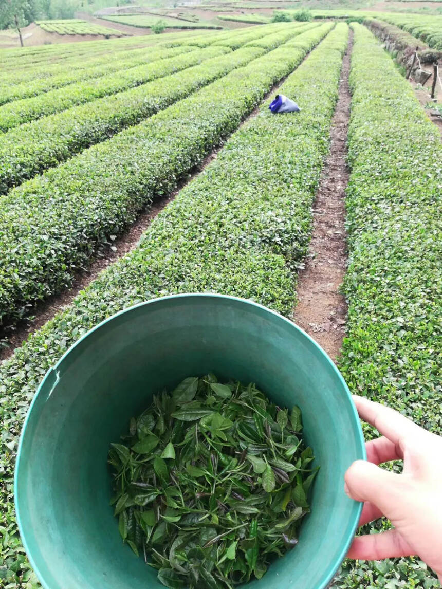 揭秘3800元一斤的春茶到底值不值？
