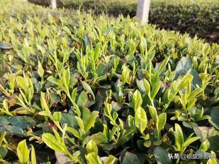 崂山王哥庄茶农自家种的崂山绿茶