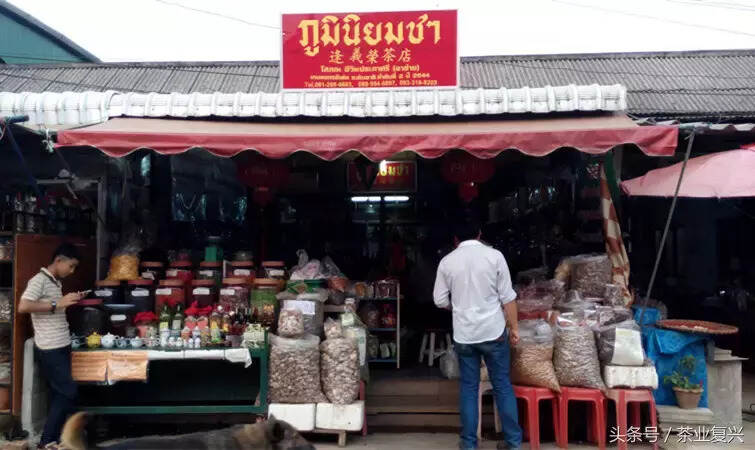 在泰国美斯乐，他们说云南话，种乌龙茶