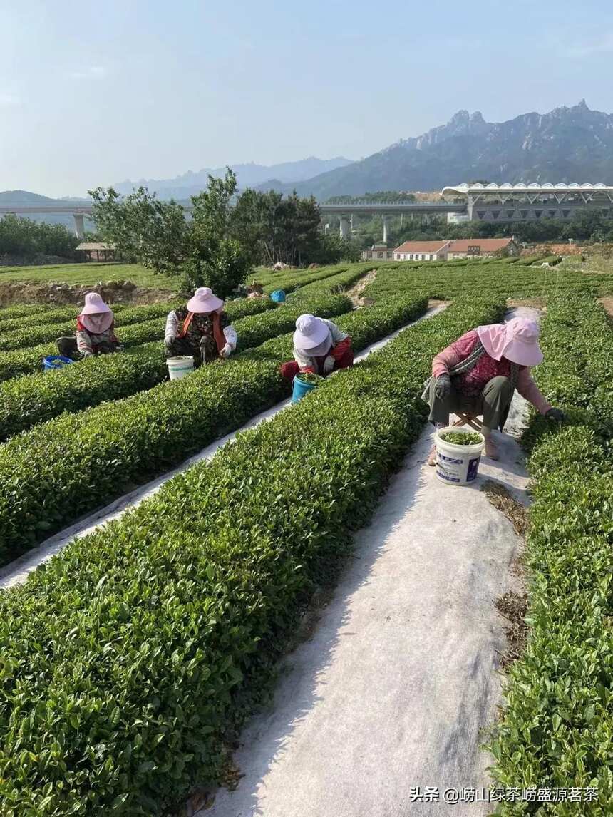 618青岛崂山绿茶搞活动吗？