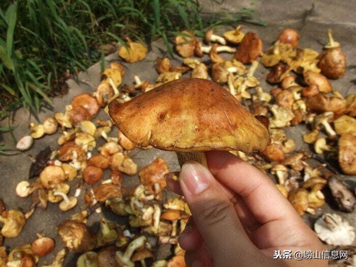 崂山野生蘑菇「这种属于崂山松蘑」
