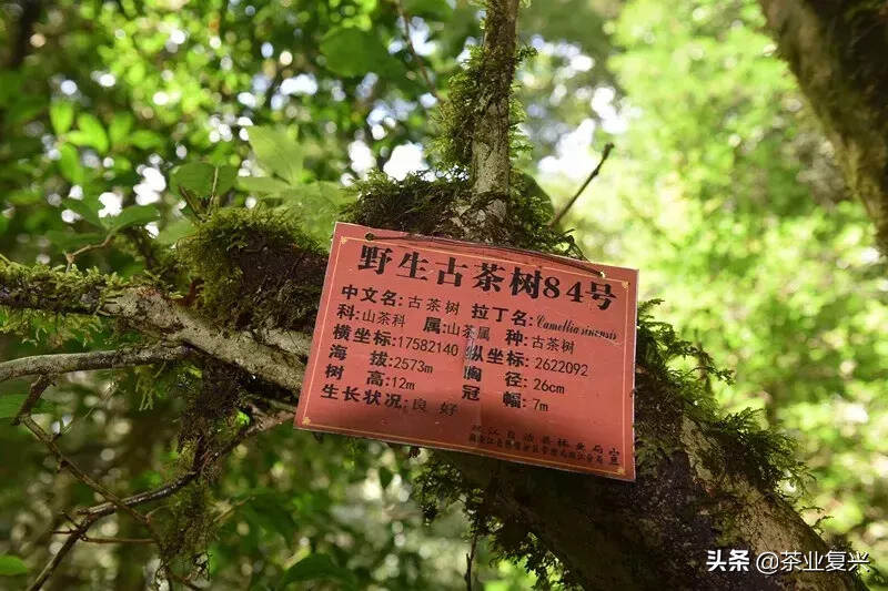立法保护古茶树，保护的到底是什么？