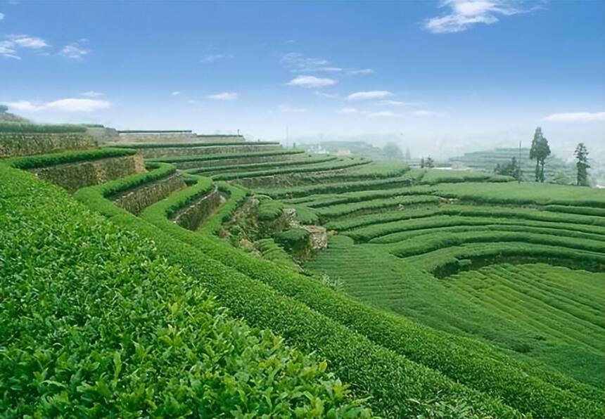 茶叶农残超标，普洱茶又如何？