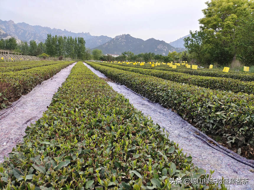 什么季节的崂山绿茶打农药？