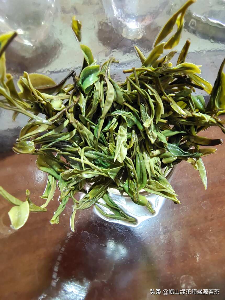 最好的崂山绿茶就是头春的头胚大田扁茶