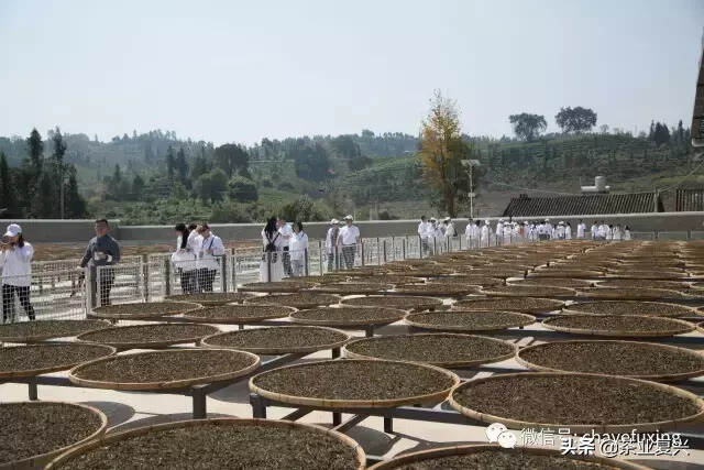 有人说：这是史上最强普洱茶初制所，没有之一