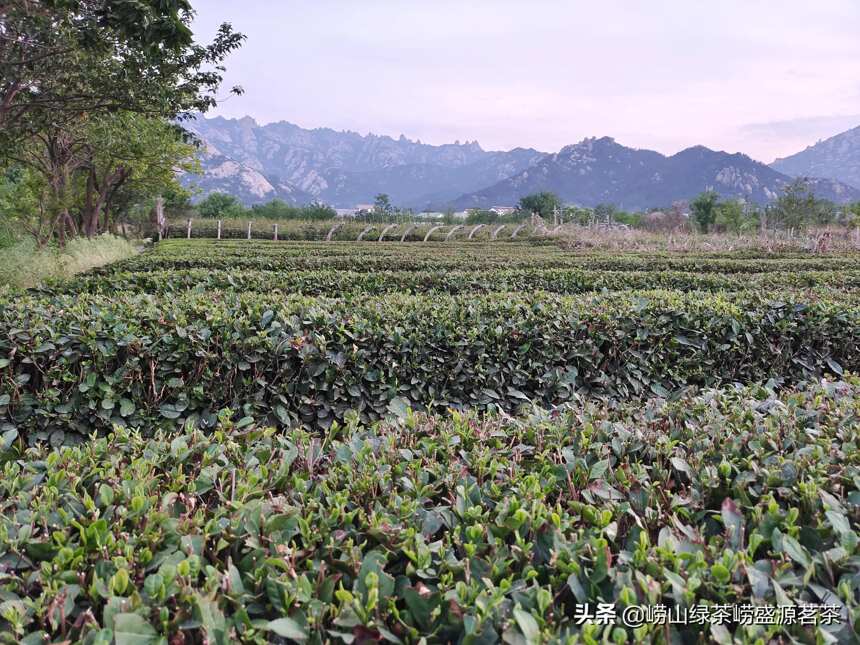 88元一斤的崂山绿茶严重的扰乱了市场