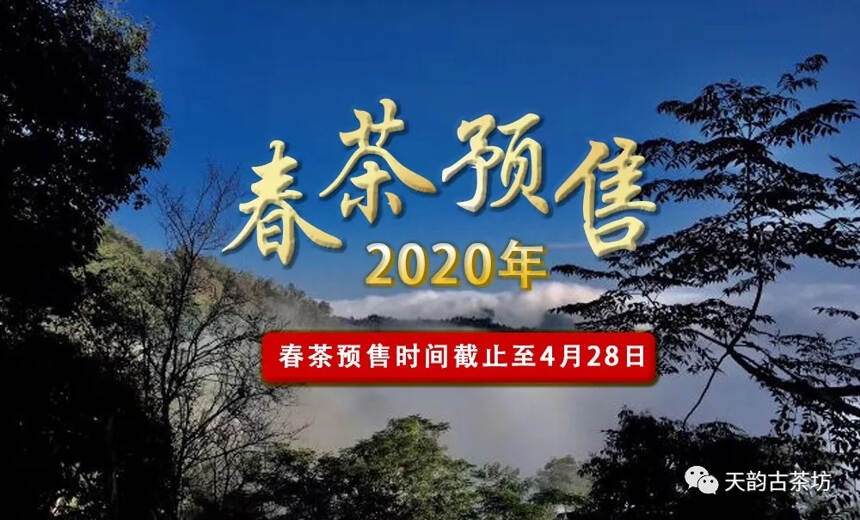 深钻茶山｜您要的2020年头春古树茶就在这里!