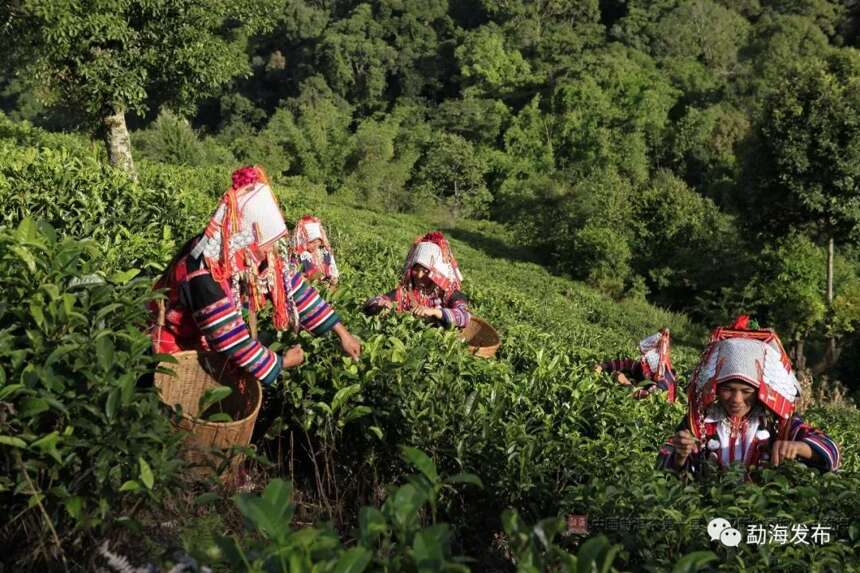云南茶区大旱，这些茶树防旱抗旱技术你了解下？